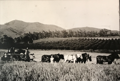 Land_Red_Mountain_1936 – Fallbrook Historical Society